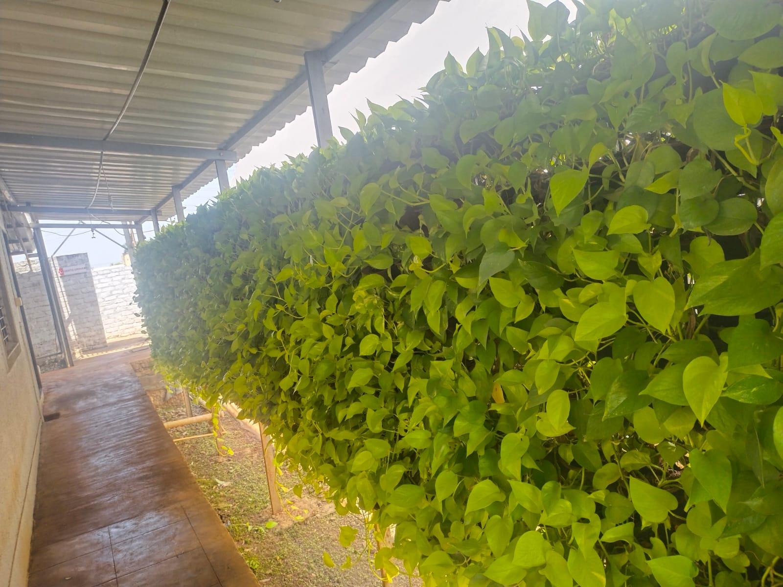Vertical Green Wall Project